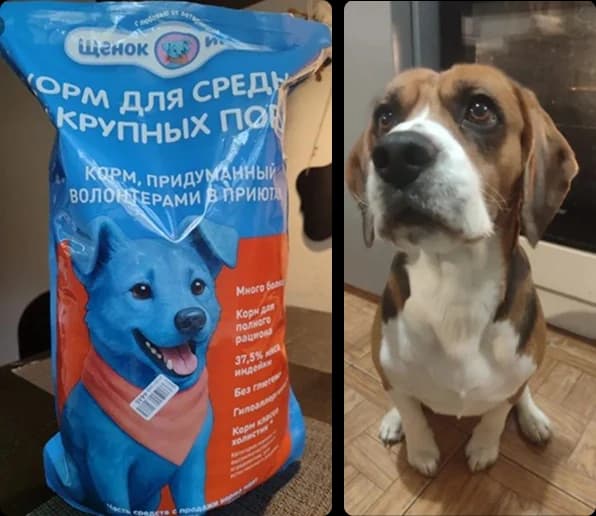 Упаковка корма и собака рядом